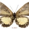 089 Lepidoptera 134c (FD) Nymphalidae Biblidinae Mesoxantha ethosea M 17E5K3IMG_124773wtmk.jpg