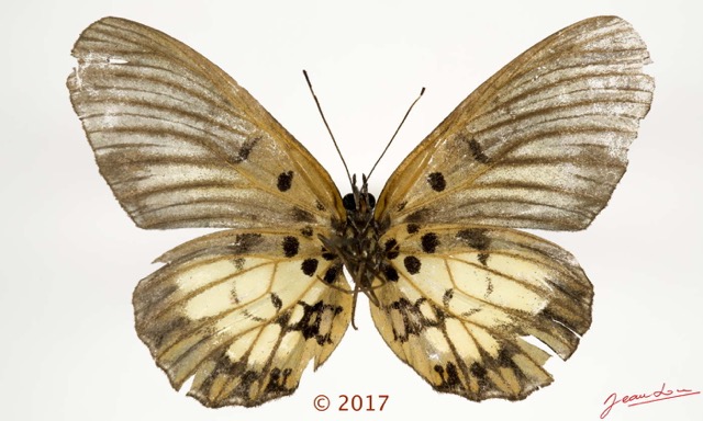 090 Lepidoptera 134c (FV) Nymphalidae Biblidinae Mesoxantha ethosea M 17E5K3IMG_124774wtmk.jpg