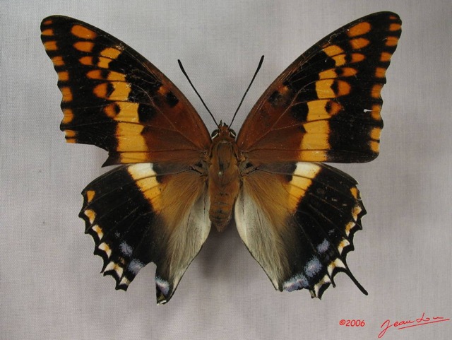 001 Lepidoptera (FD) Nymphalidae Charaxinae Charaxes saturnus IMG_3806WTMK.JPG