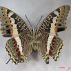 002 Lepidoptera (FV) Nymphalidae Charaxinae Charaxes saturnus IMG_3807WTMK.JPG