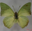 003 Lepidoptera (FD) Nymphalidae Charaxinae Charaxes eupale IMG_3821WTMK.JPG