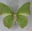 004 Lepidoptera (FV) Nymphalidae Charaxinae Charaxes eupale IMG_3822WTMK.JPG