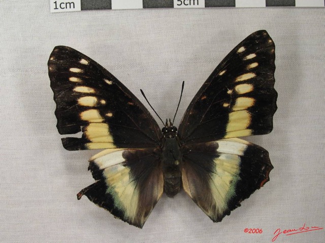 005 Lepidoptera (FD) Nymphalidae Charaxinae Charaxes etsipe f IMG_3894WTMK.JPG