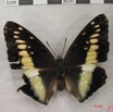 005 Lepidoptera (FD) Nymphalidae Charaxinae Charaxes etsipe f IMG_3894WTMK.JPG