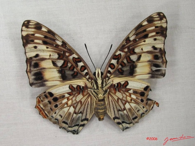 006 Lepidoptera (FV) Nymphalidae Charaxinae Charaxes etsipe f IMG_3895WTMK.JPG