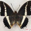 007 Lepidoptera (FD) Nymphalidae Charaxinae Charaxes brutus IMG_3942WTMK.JPG