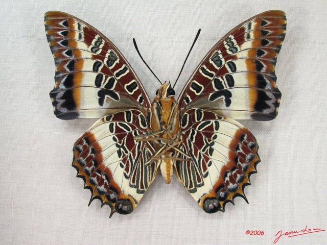008 Lepidoptera (FV) Nymphalidae Charaxinae Charaxes brutus IMG_3944WTMK.JPG