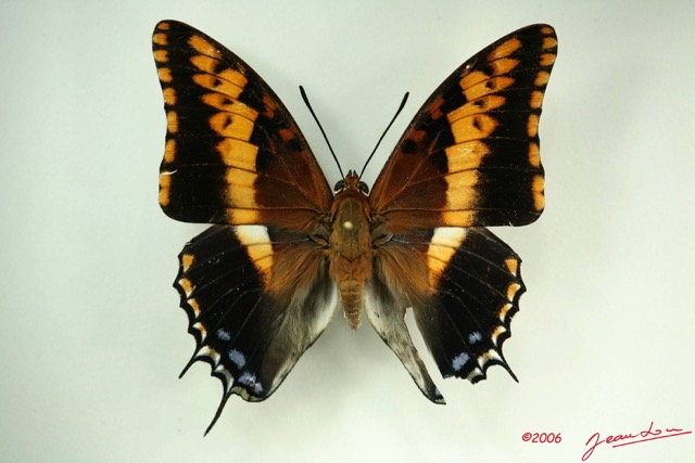 009 Lepidoptera (FD) Nymphalidae Charaxinae Charaxes jasius IMG_3222WTMK.JPG