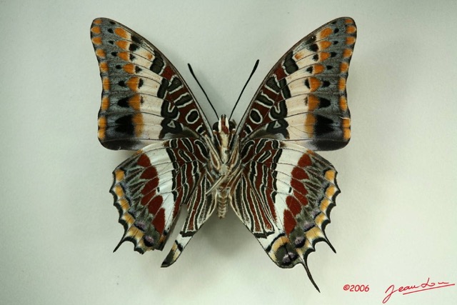 010 Lepidoptera (FV) Nymphalidae Charaxinae Charaxes jasius IMG_3223WTMK.JPG