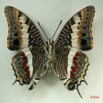 010 Lepidoptera (FV) Nymphalidae Charaxinae Charaxes jasius IMG_3223WTMK.JPG