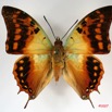 011 Lepidoptera (FD) Nymphalidae Charaxinae Charaxes candiope m IMG_3451WTMK.jpg