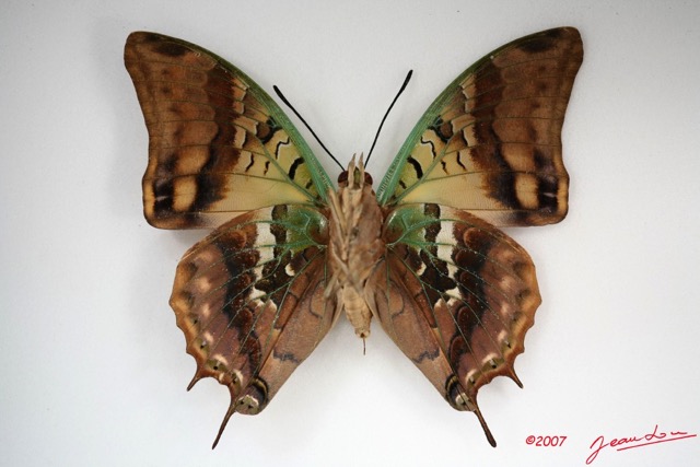 012 Lepidoptera (FV) Nymphalidae Charaxinae Charaxes candiope m IMG_3454WTMK.jpg