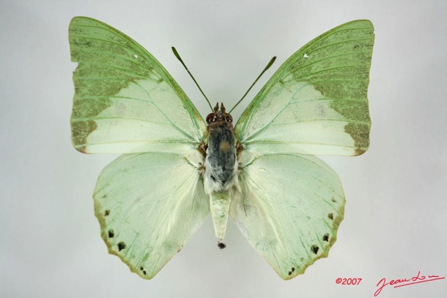 013 Lepidoptera (FD) Nymphalidae Charaxinae Charaxes eupale m IMG_3415WTMK.jpg