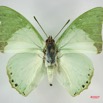 013 Lepidoptera (FD) Nymphalidae Charaxinae Charaxes eupale m IMG_3415WTMK.jpg