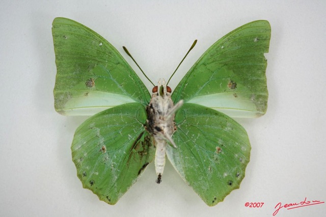 014 Lepidoptera (FV) Nymphalidae Charaxinae Charaxes eupale m IMG_3417WTMK.jpg