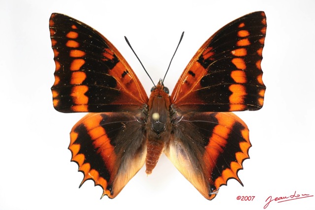 015 Lepidoptera (FD) Nymphalidae Charaxinae Charaxes lucretius m IMG_3433WTMK.jpg