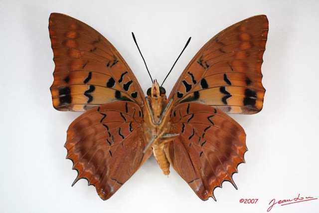 016 Lepidoptera (FV) Nymphalidae Charaxinae Charaxes lucretius m IMG_3436WTMK.jpg