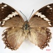 017 Lepidoptera (FD) Nymphalidae Charaxinae Charaxes numenes f IMG_3476WTMK.jpg