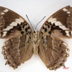 018 Lepidoptera (FV) Nymphalidae Charaxinae Charaxes numenes f IMG_3478WTMK.jpg