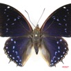 019 Lepidoptera (FD) Nymphalidae Charaxinae Charaxes tiridates m IMG_3471WTMK.jpg