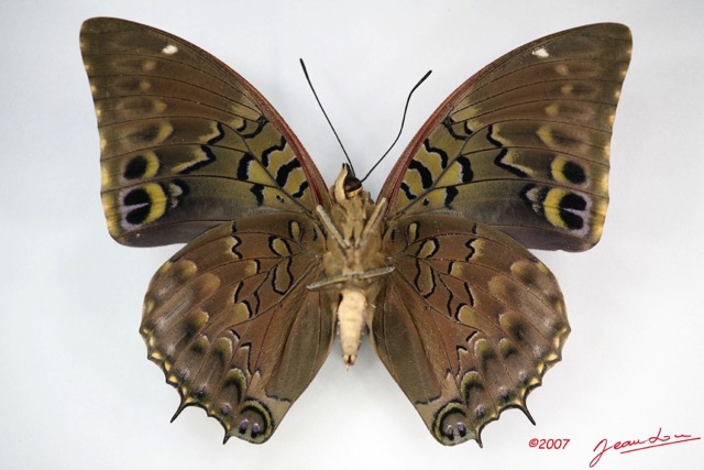 020 Lepidoptera (FV) Nymphalidae Charaxinae Charaxes tiridates m IMG_3473WTMK.jpg