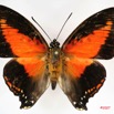 021 Lepidoptera (FD) Nymphalidae Charaxinae Charaxes zingha m IMG_3427WTMK.jpg
