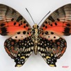 022 Lepidoptera (FV) Nymphalidae Charaxinae Charaxes zingha m IMG_3430WTMK.jpg