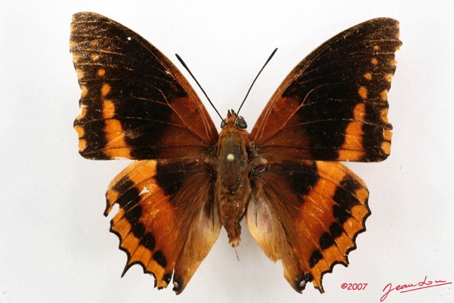 023 Lepidoptera (FD) Nymphalidae Charaxinae Charaxes eudoxus m 7IMG_5108WTMK.JPG