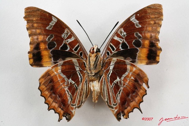 024 Lepidoptera (FV) Nymphalidae Charaxinae Charaxes eudoxus m 7IMG_5111WTMK.JPG