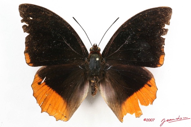 025 Lepidoptera (FD) Nymphalidae Charaxinae Charaxes protoclea m 7IMG_5850WTMK.JPG