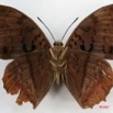 026 Lepidoptera (FV) Nymphalidae Charaxinae Charaxes protoclea m 7IMG_5852WTMK.JPG