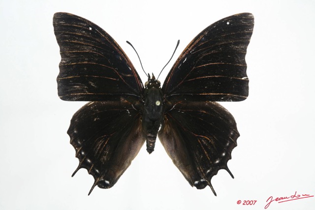 027 Lepidoptera (FD) Nymphalidae Charaxinae Charaxes etheocles 7EIMG_1076WTMK.JPG