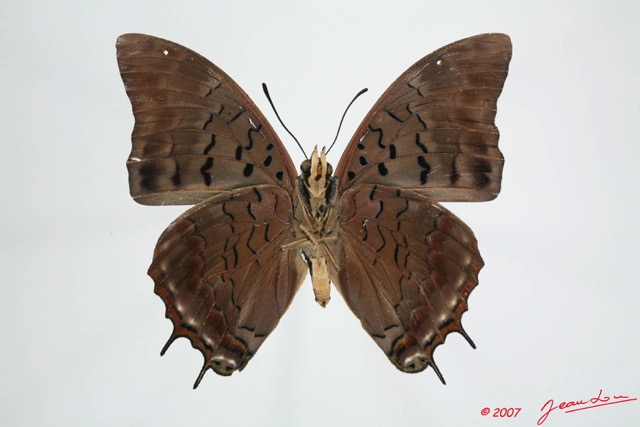 028 Lepidoptera (FV) Nymphalidae Charaxinae Charaxes etheocles 7EIMG_1081WTMK.JPG