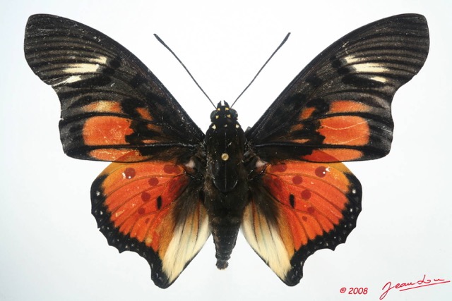 029 Lepidoptera (FD) Nymphalidae Charaxinae Charaxes acraeoides m 8EIMG_4320WTMK.JPG