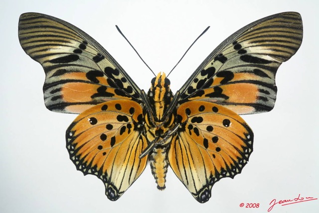 030 Lepidoptera (FV) Nymphalidae Charaxinae Charaxes acraeoides m 8EIMG_4327WTMK.JPG