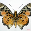 030 Lepidoptera (FV) Nymphalidae Charaxinae Charaxes acraeoides m 8EIMG_4327WTMK.JPG