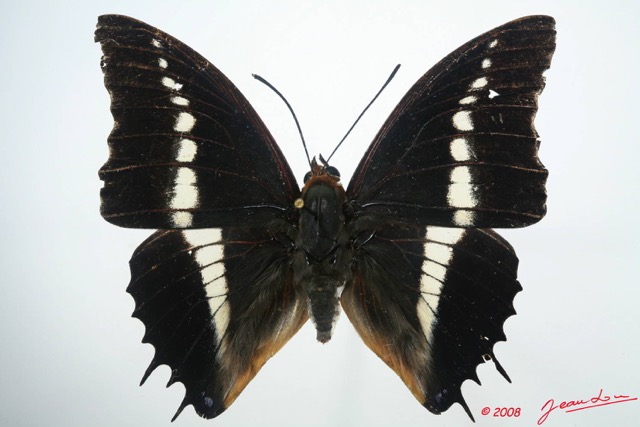 031 Lepidoptera (FD) Nymphalidae Charaxinae Charaxes brutus m 8EIMG_4313WTMK.JPG