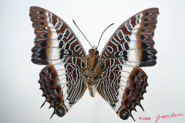 032 Lepidoptera (FV) Nymphalidae Charaxinae Charaxes brutus m 8EIMG_4318WTMK.JPG