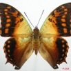 033 Lepidoptera (FD) Nymphalidae Charaxinae Charaxes candiope 8EIMG_4278WTMK.JPG