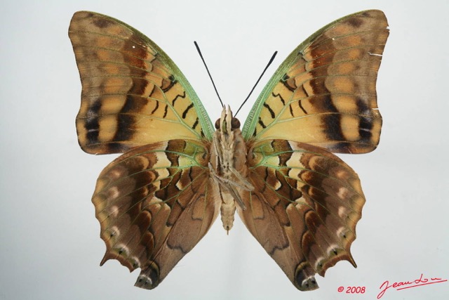 034 Lepidoptera (FV) Nymphalidae Charaxinae Charaxes candiope 8EIMG_4282WTMK.JPG