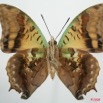 034 Lepidoptera (FV) Nymphalidae Charaxinae Charaxes candiope 8EIMG_4282WTMK.JPG