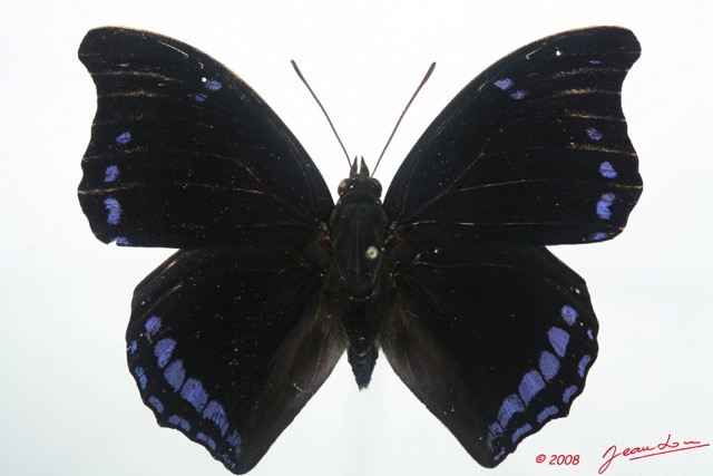 035 Lepidoptera (FD) Nymphalidae Charaxinae Charaxes laodice m 8EIMG_4257WTMK.JPG