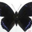 035 Lepidoptera (FD) Nymphalidae Charaxinae Charaxes laodice m 8EIMG_4257WTMK.JPG