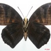 036 Lepidoptera (FV) Nymphalidae Charaxinae Charaxes laodice m 8EIMG_4265WTMK.JPG