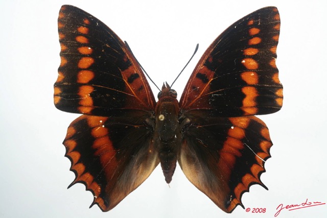 037 Lepidoptera (FD) Nymphalidae Charaxinae Charaxes lucretius m 8EIMG_4266WTMK.JPG