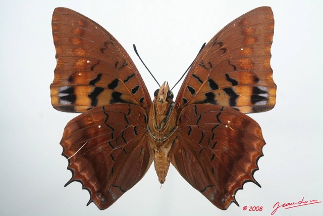 038 Lepidoptera (FV) Nymphalidae Charaxinae Charaxes lucretius m 8EIMG_4271WTMK.JPG