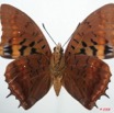 038 Lepidoptera (FV) Nymphalidae Charaxinae Charaxes lucretius m 8EIMG_4271WTMK.JPG