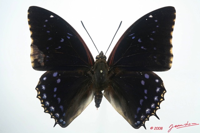 039 Lepidoptera (FD) Nymphalidae Charaxinae Charaxes tiridates 8EIMG_4291WTMK.JPG