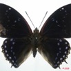 039 Lepidoptera (FD) Nymphalidae Charaxinae Charaxes tiridates 8EIMG_4291WTMK.JPG