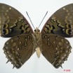 040 Lepidoptera (FV) Nymphalidae Charaxinae Charaxes tiridates 8EIMG_4297WTMK.JPG